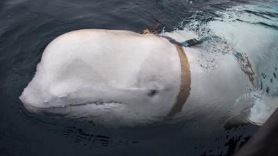 Norwegian Fisherman Might Have Found An Escaped Russian Military Whale