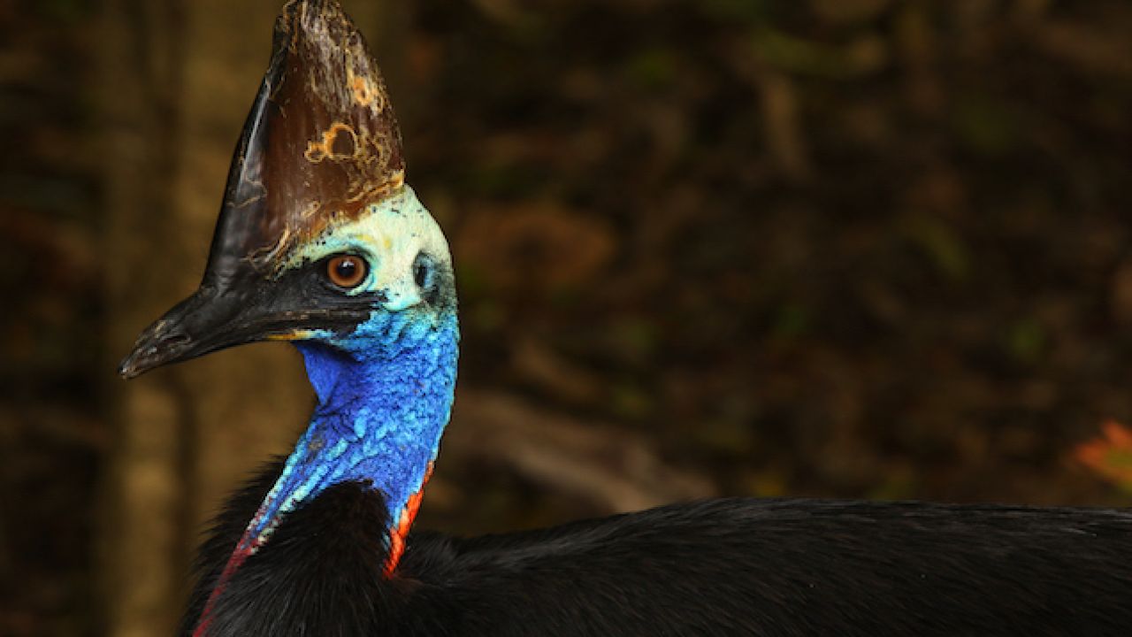 The Cassowary That Killed A Man In Florida Is Going Up For Auction