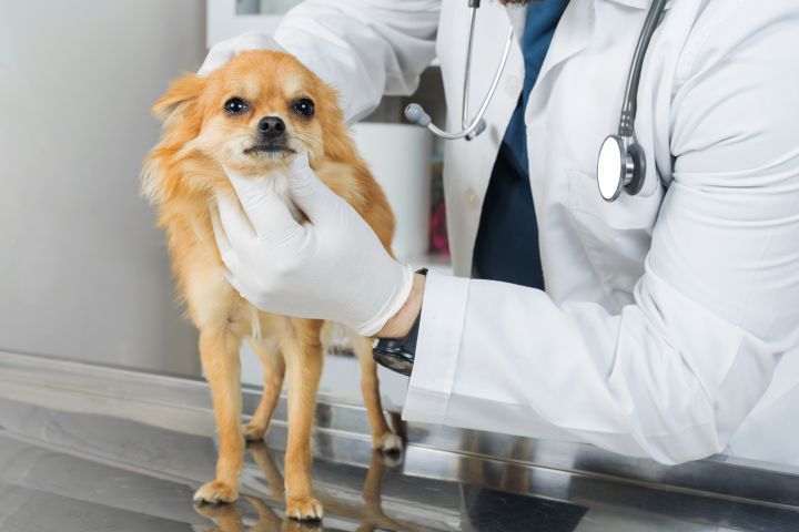 Absolute Fuckwits Are Now Refusing To Vaccinate Their Pets Bc Of Autism