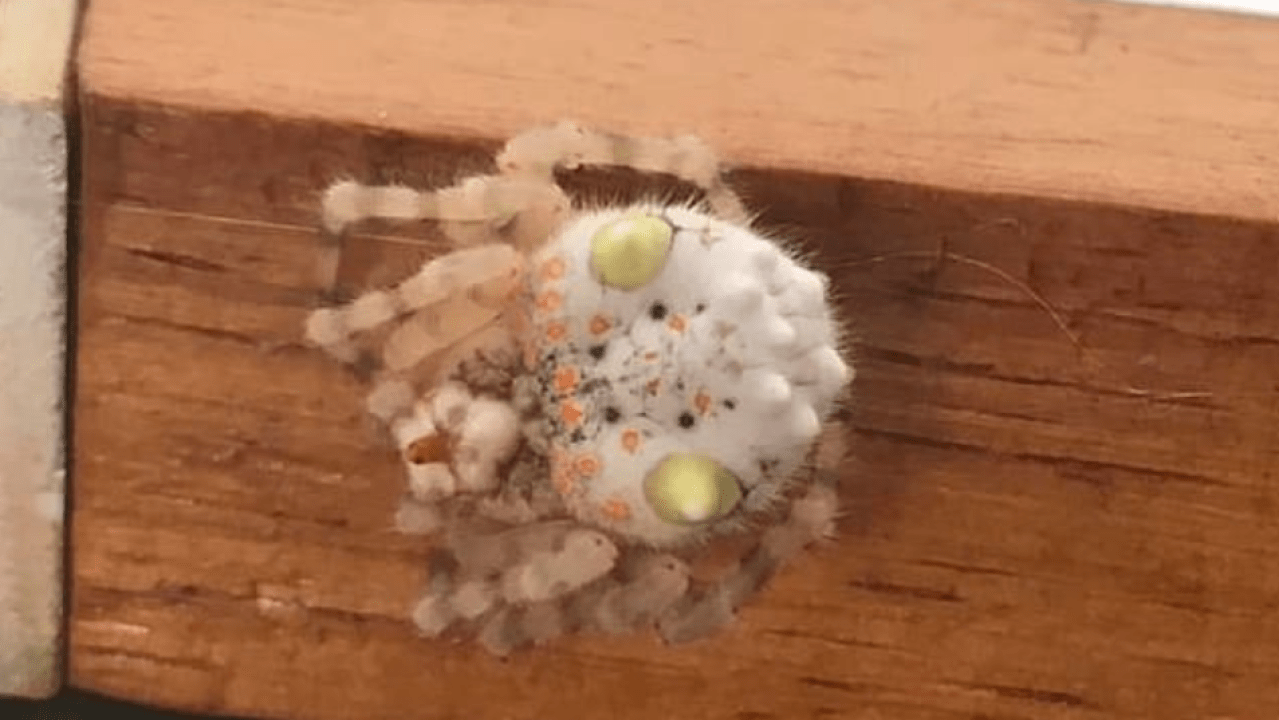 This Aussie Spider Is Surely An Unholy Being From The Depths Of Hell