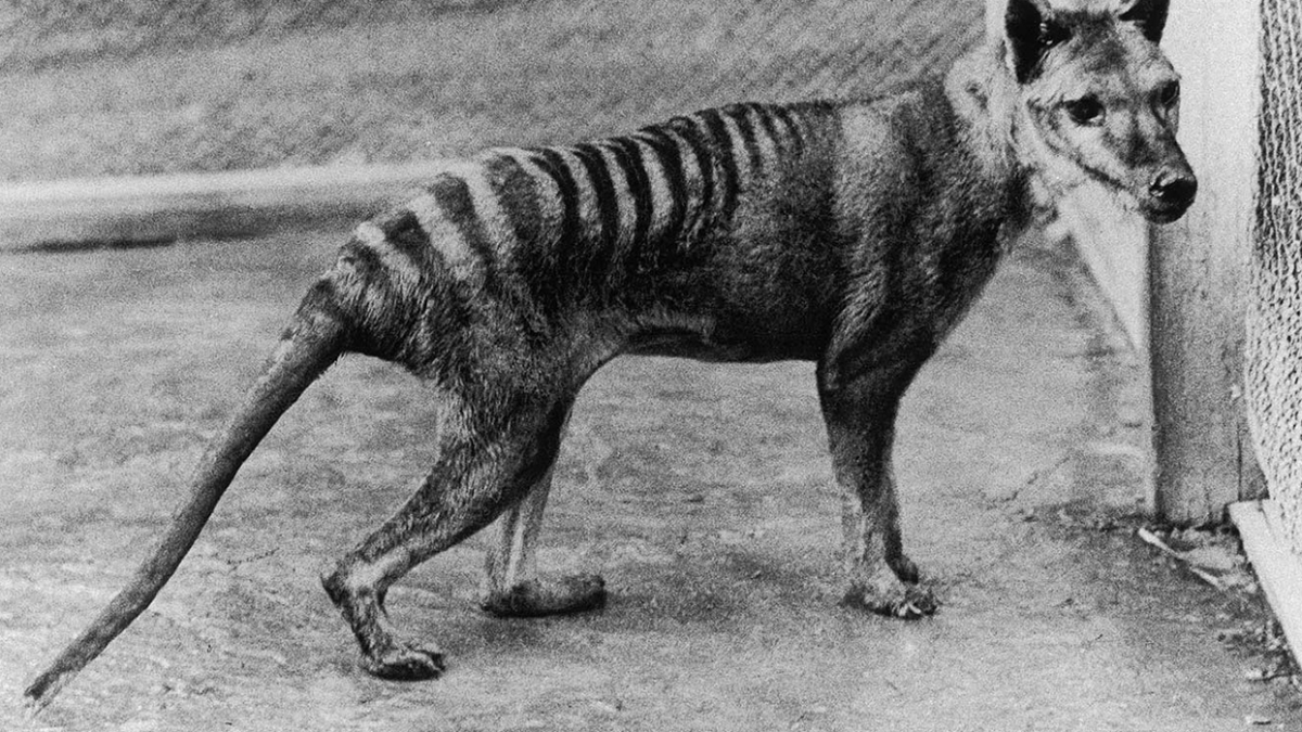 Tasmanian tiger thylacine