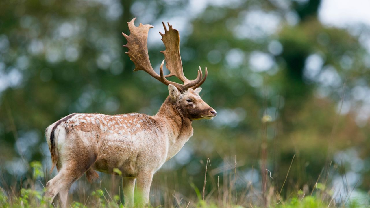 One Person Dead, Another Critically Injured After Feral Deer Attack In VIC