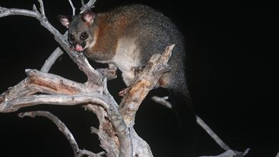 A Rather Crispy Possum Caused A Massive Blackout In Melbourne This Morning