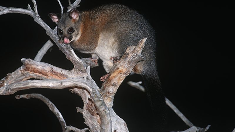A Rather Crispy Possum Caused A Massive Blackout In Melbourne This Morning