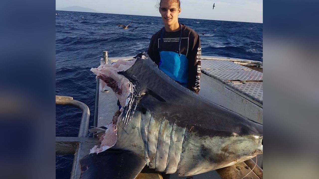 Something Big & Hungry On The NSW South Coast Chomped This Mako Clean In Half