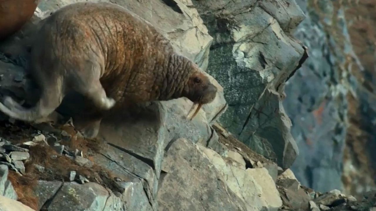 Can We Discuss The Walrus Scene In ‘Our Planet’, Please?