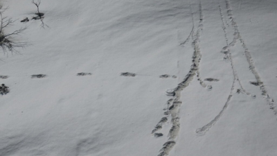 The Indian Army Is Claiming To Have Found Some Genuine Yeti Footprints