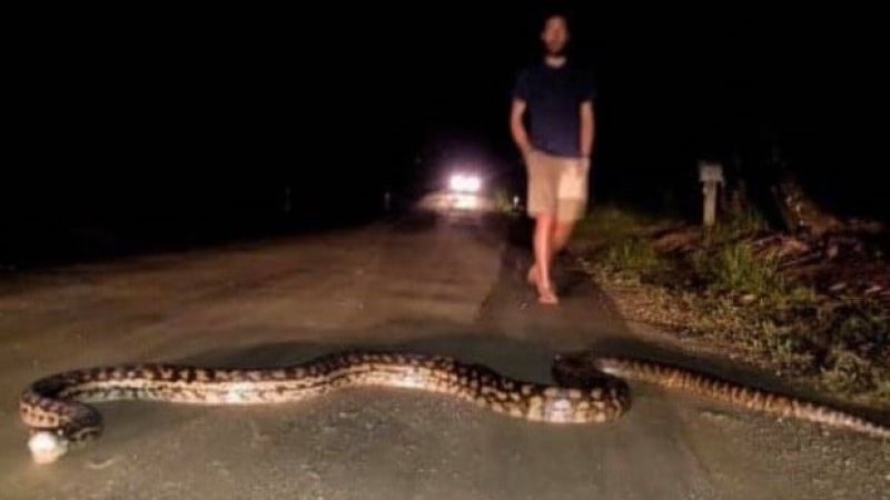 This Long Snake Lives In Oz & Honestly Why Does Nature Want To Upset Us Like This
