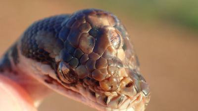 This 3-Eyed Snake Found In The NT Definitely Knows Some Shit We Don’t