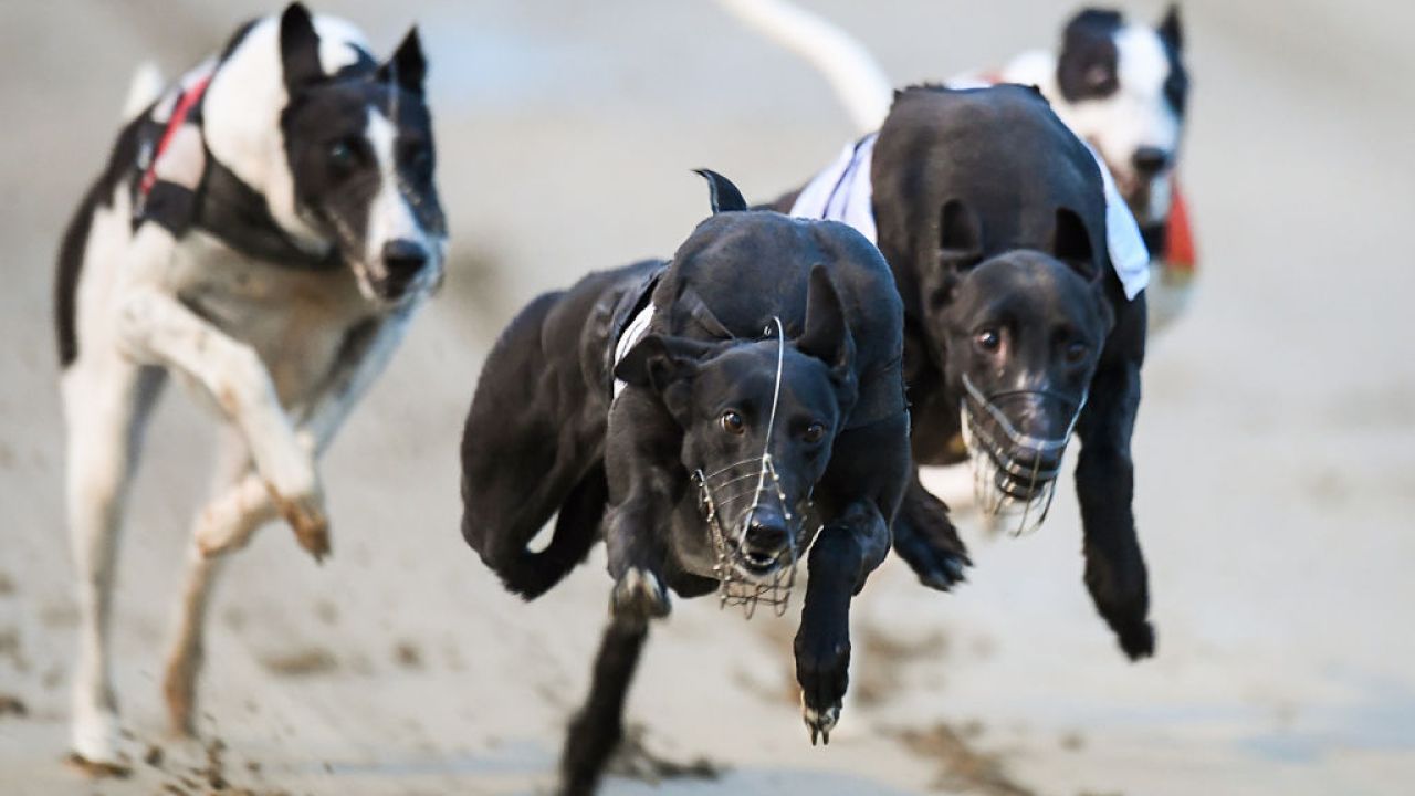 Almost 40% Of NSW Racing Greyhounds Are Leaving The Industry Dead