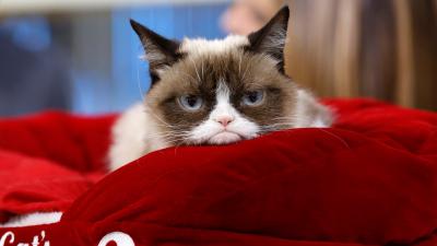 Grumpy Cat, The Furry Face Of So Many Precious Memes, Has Died Aged 7