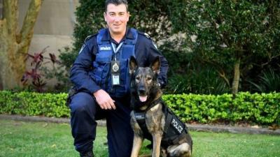 Queensland Police Dog Dies After Helping His Team Track Down Alleged Robber