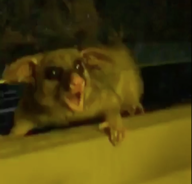 Footage Emerges Of Idiot Bonglords Trying To Force A Joint On A Possum