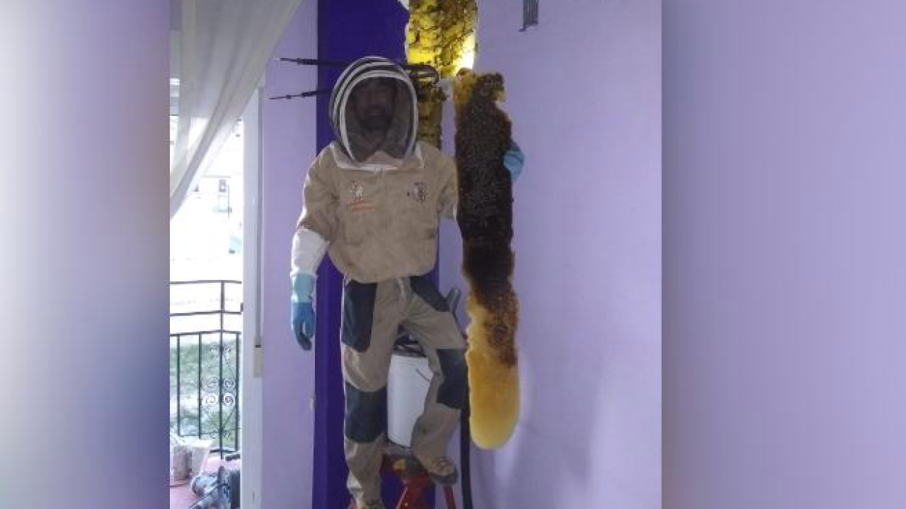 Spanish Couple Surprised To Discover Buzzing In Their Walls Was 80,000 Bees