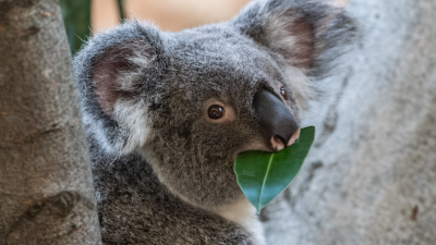 Environment Minister Says Up To 30% Of The NSW Koala Population Is Dead Due To The Fires