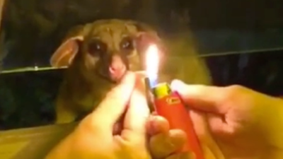 Footage Emerges Of Idiot Bonglords Trying To Force A Joint On A Possum