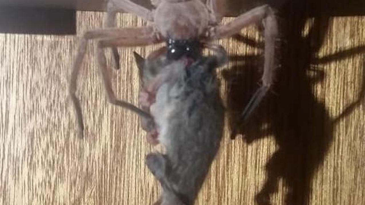Here’s A Quite Large Spider Hoeing Into A Quite Small Possum To Ruin Your Day