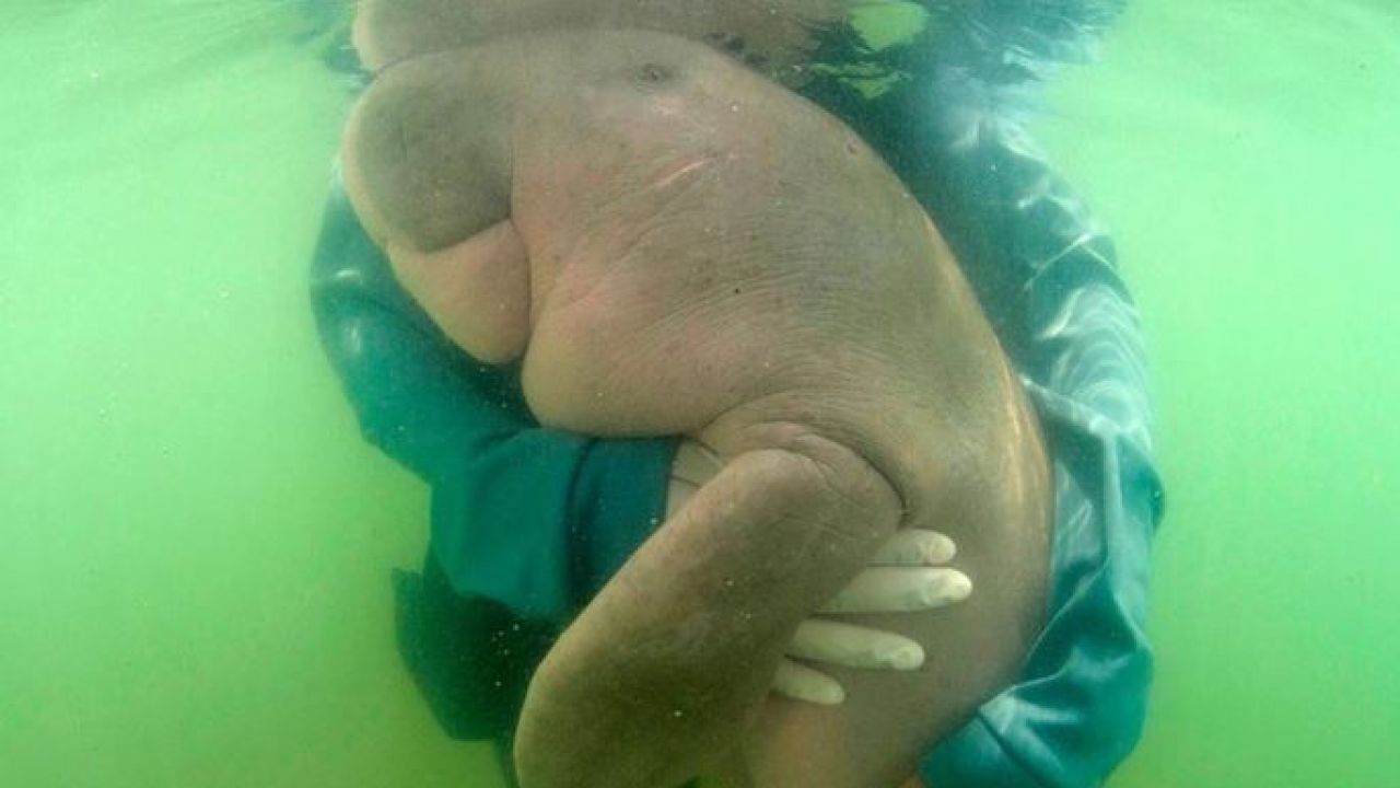The Internet Has Fallen In Love With A Baby Dugong Who Really Likes Hugs