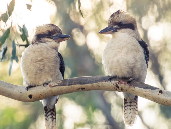Hornbag Kookaburras Knock Out Power In WA After Fucking To Death On Power Lines