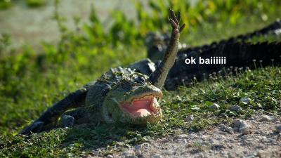 The Really Dumb Origin Story Of The Phrase ‘See You Later Alligator’