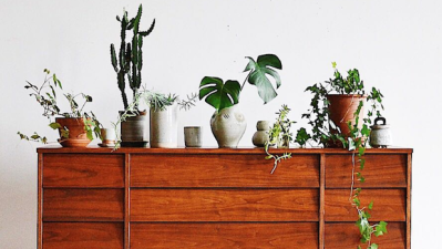 How To Make Your Indoor Plant Babies Flourish Like The Perfect Children They Are