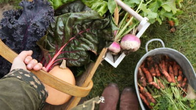 How To Start Your Own Veggie Garden & Not Kill Everything Instantly