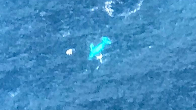 Bitchy White Whale Migaloo Seems To Have Shown Up For 0.2 Secs Off The NSW Coast