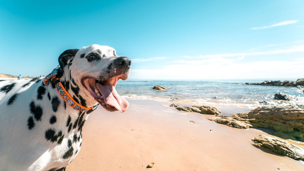 All The Top Spots In QLD That Are Pawfect For A Holiday With Yr Fur Baby