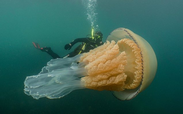 Big fucken huge jellyfish.