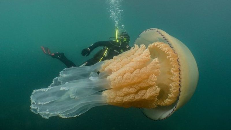 Divers In The UK Encounter Man-Sized Jellyfish That Is Surely King Of The Sea