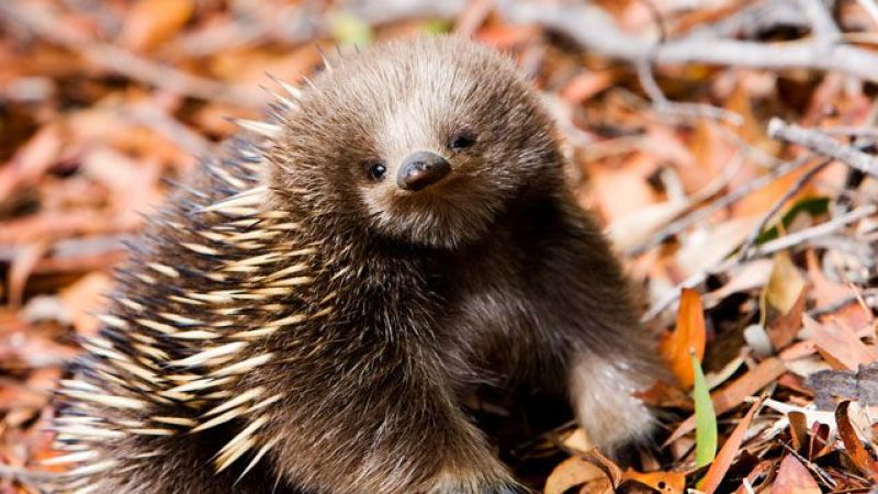 24Y.O. Brisbane Student Given 18 Months Probation For Hurling An Echidna Off A Bridge