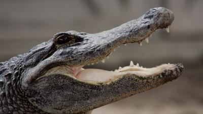 US Police Department Warns That Flushed Drugs Could Be Creating “Meth-Gators”