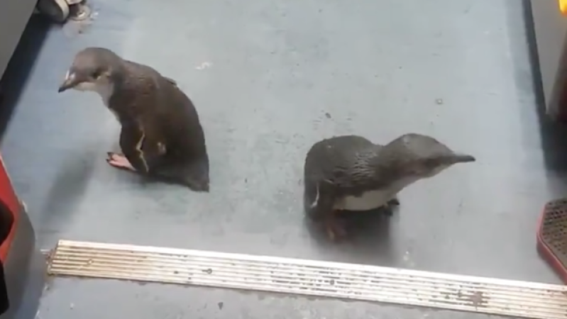 Renegade Penguins Removed From NZ Sushi Shop By Cops Return Just Hours Later