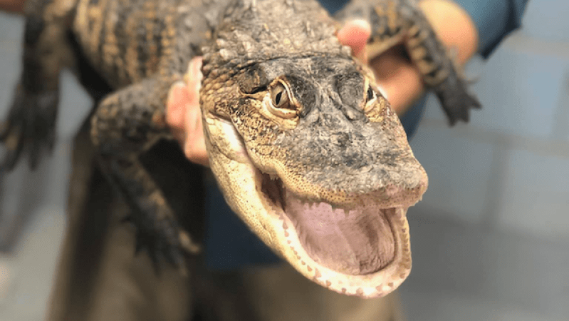 Alligator Dubbed ‘Chance The Snapper’ Rescued After Over A Week At Large In A Chicago Park