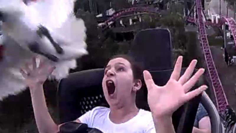 Behold, A Woman Collecting An Entire Bin Chook With Her Face On A QLD Rollercoaster