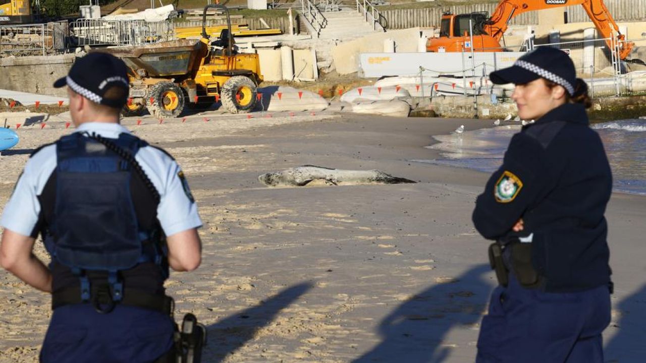 Bondi Beach Got A Visit From A Huge Antarctic Leopard Seal On Vacay