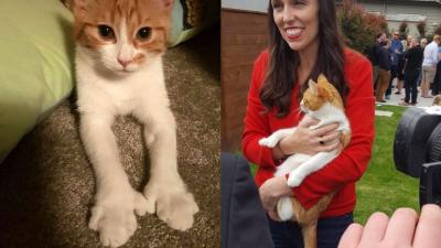 Man Who Killed Jacinda Ardern’s Cat Makes Full Confession & It’s The Most NZ Thing Ever