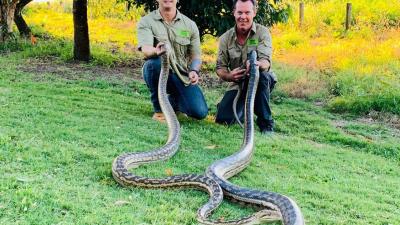 Two Massive Snakes Just Fell Through A Queensland Ceiling After Rooting Too Hard