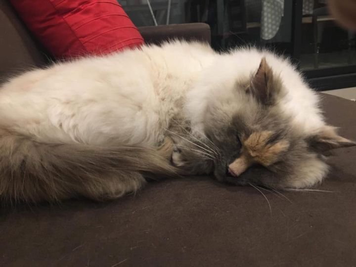 Someone Please Adopt Daisy, The Beautiful Rescue Cat With A Dick On Her Face