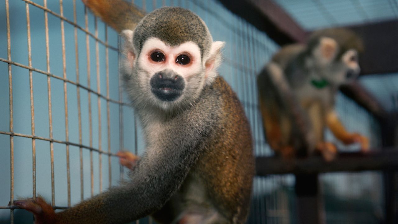 The UK Labour Party Is Coming In Hot With An Election Promise To Ban All Pet Monkeys