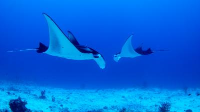 Manta Rays Are The Social Butterflies Of The Ocean And I’m Fucking Living For It