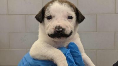 The Internet Has Major Heart Eyes For This Tiny Rescue Pup Born With A ‘Moustache’