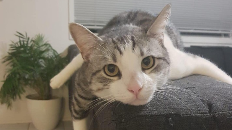 Cookie The Cat, Who Escaped His Crate At Brisbane Airport, Has Been Found Safe & Well