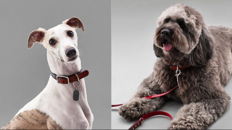 Country Road Just Released A Dog Range If You’ve Got A Spare $50 To Spend On A Poop Bag