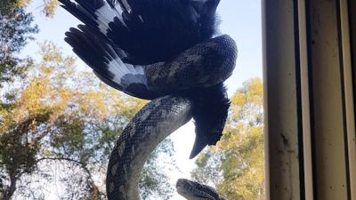 Australia’s Fucked: Here’s A Snake Hanging From The Gutter Eating A Currawong