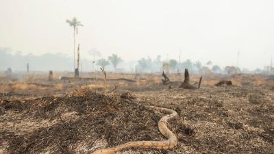 The Amazon Rainforest Is Being Burned At A Rapid Rate, So What Are We Doing About It?