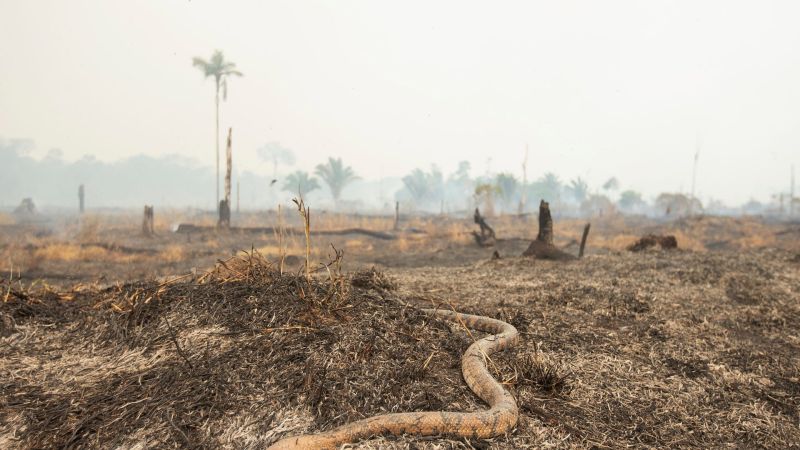 The Amazon Rainforest Is Being Burned At A Rapid Rate, So What Are We Doing About It?