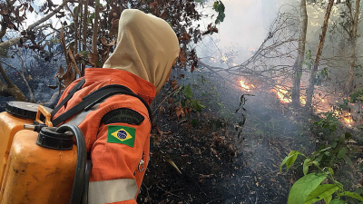You Know The Amazon Rainforest Is On Fire, But Here’s What You Can Do
