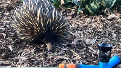This QLD Woman Needs Sleeping Tablets Because Echidnas Won’t Stop Rooting Under Her House