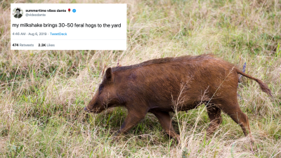 Okay, Why Has The Internet Completely Lost Its Damn Mind About ‘30-50 Feral Hogs’?